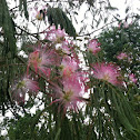 Mimosa Tree