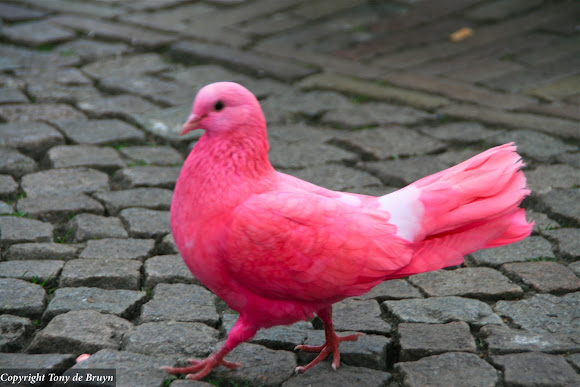 Pigeon | Project Noah