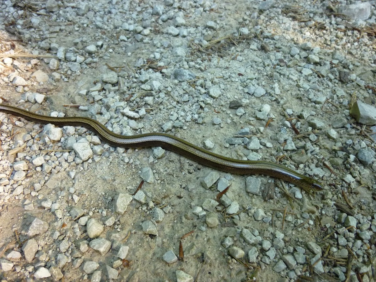 slow worm