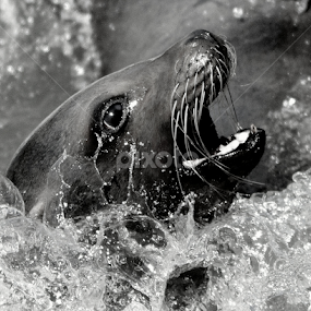SeaLion by Ralph Harvey - Black & White Animals