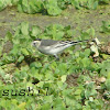 White Wagtail (Grey Backed Race)