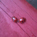 Ladybug :D