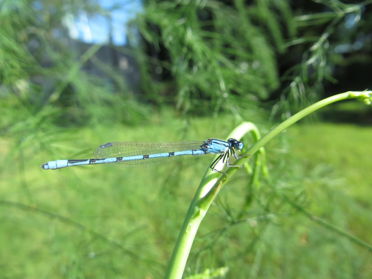 Damselfly