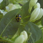 16-spot Ladybird