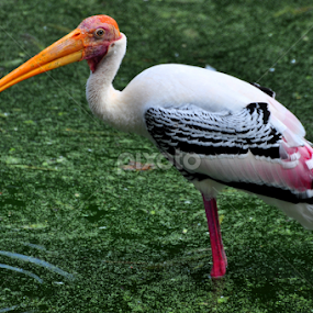 Beauty of Nature by Krishna Tangutur - Animals Birds