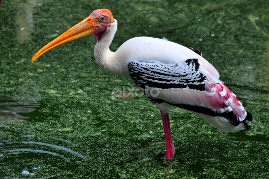 Beauty of Nature by Krishna Tangutur - Animals Birds