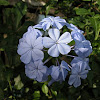 Plumbago