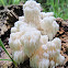 Hericium americanum (coralloides)