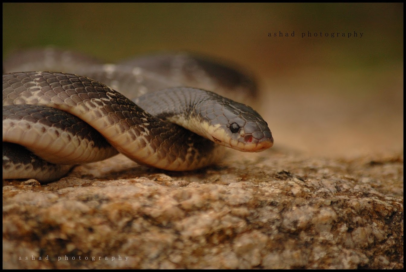 googl snake googl snake