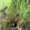 Eastern Chipmunk hole