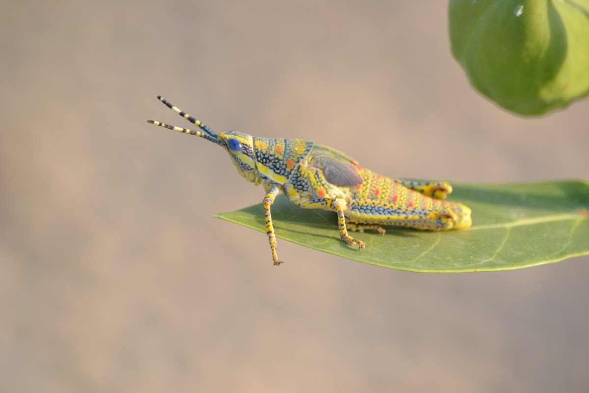 Calotropis(Aak) grasshopper