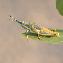 Calotropis(Aak) grasshopper