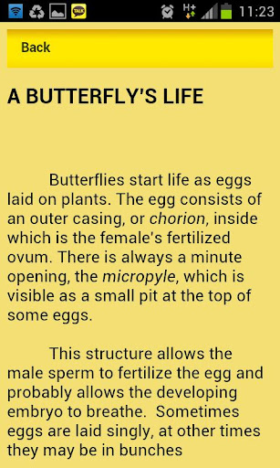 Attract Butterflies