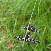 Tiger Moths, Mating