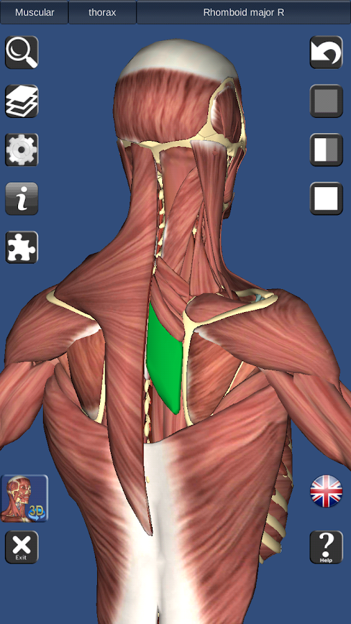 3D Bones and Organs (Anatomy) Android Apps on Google Play