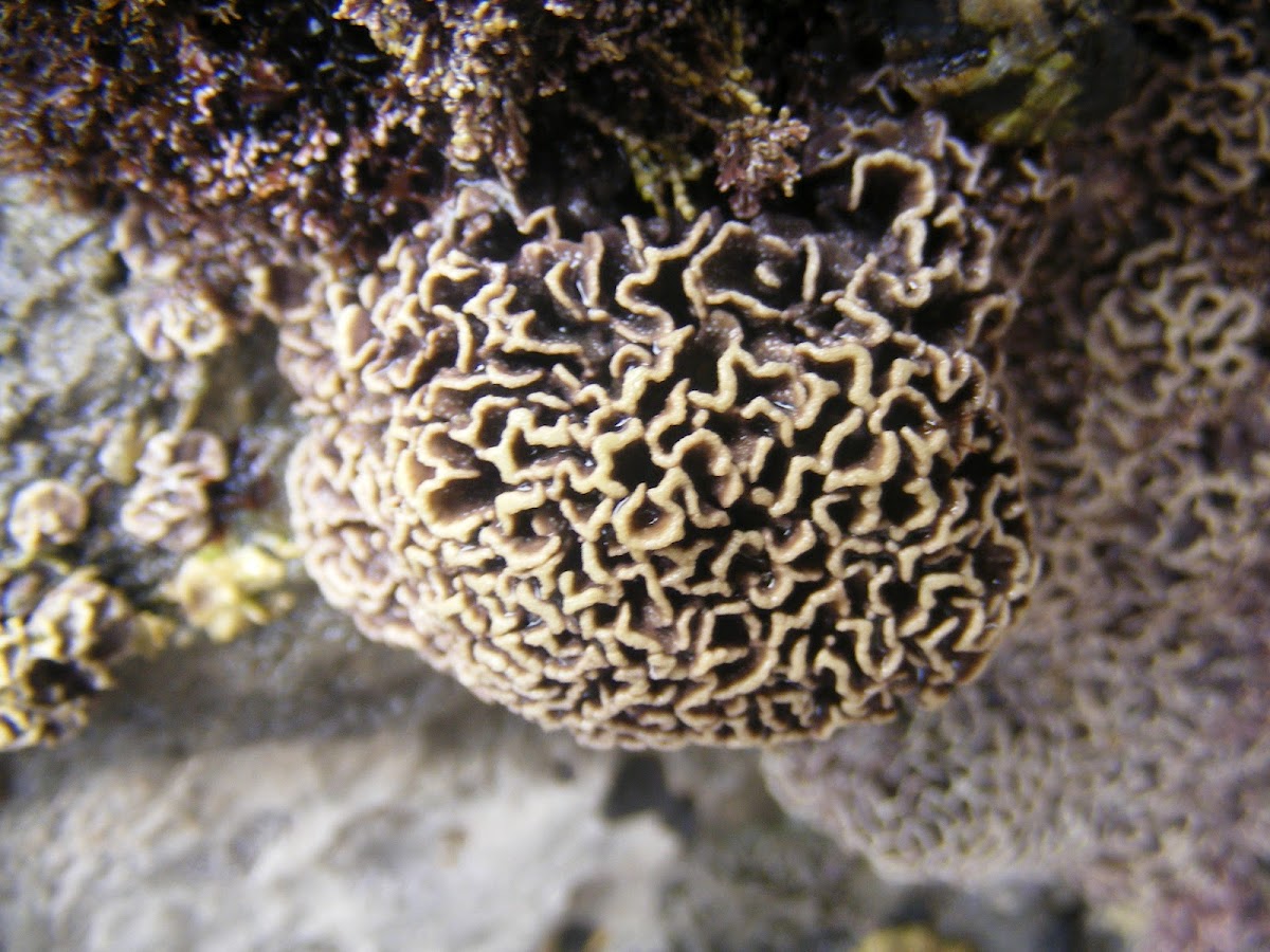 Coral de Cérebro