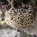 Coral de Cérebro