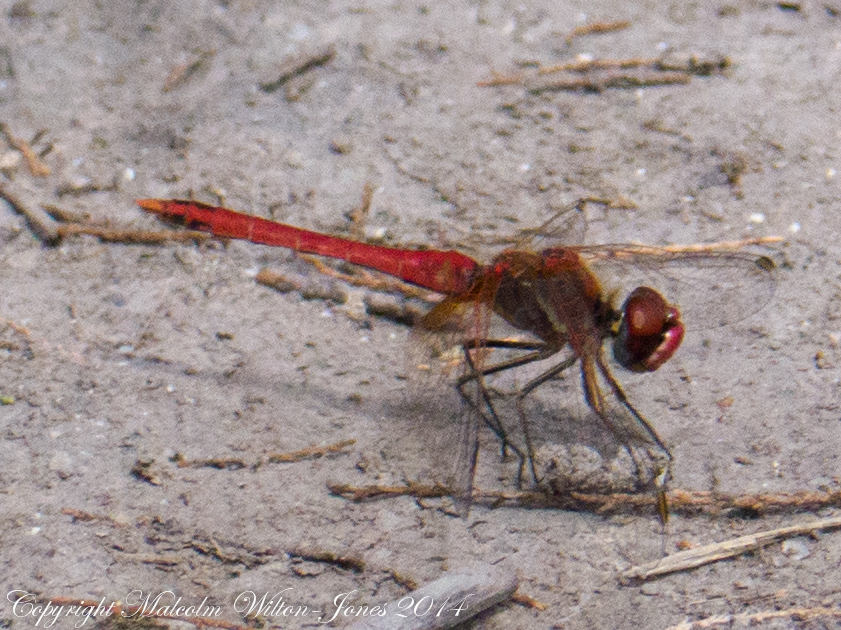 Red-veined Darter