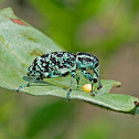 Botany Bay Diamond Weevil