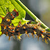 Question Mark Butterfly Caterpillar