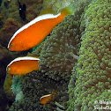 Orange Skunk Clownfish