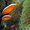 Orange Skunk Clownfish