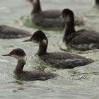 Eared Grebe