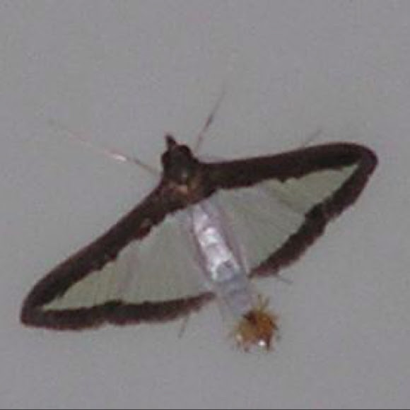 Melon worm moth Project Noah