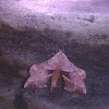 Walnut Spinx Moth