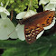 Tawny Emperor Butterfly