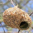 Weaver birds, nests