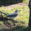 White-Throated Magpie-jay