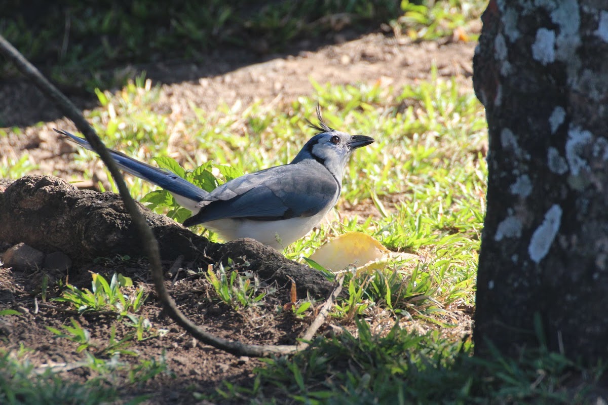 White-Throated Magpie-jay