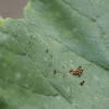 Squash Bug insect eggs