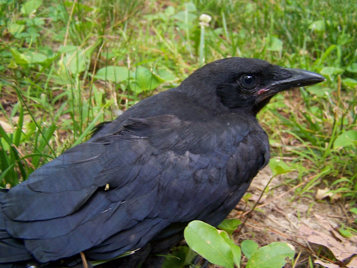 American Crow- Juvenile