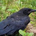 American Crow- Juvenile