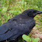 American Crow- Juvenile