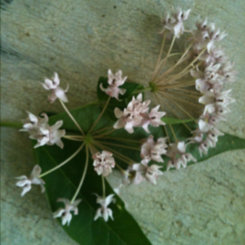 Four-leaved milkweed