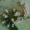 Four-leaved milkweed