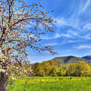spring wallpaper.apk 1.0
