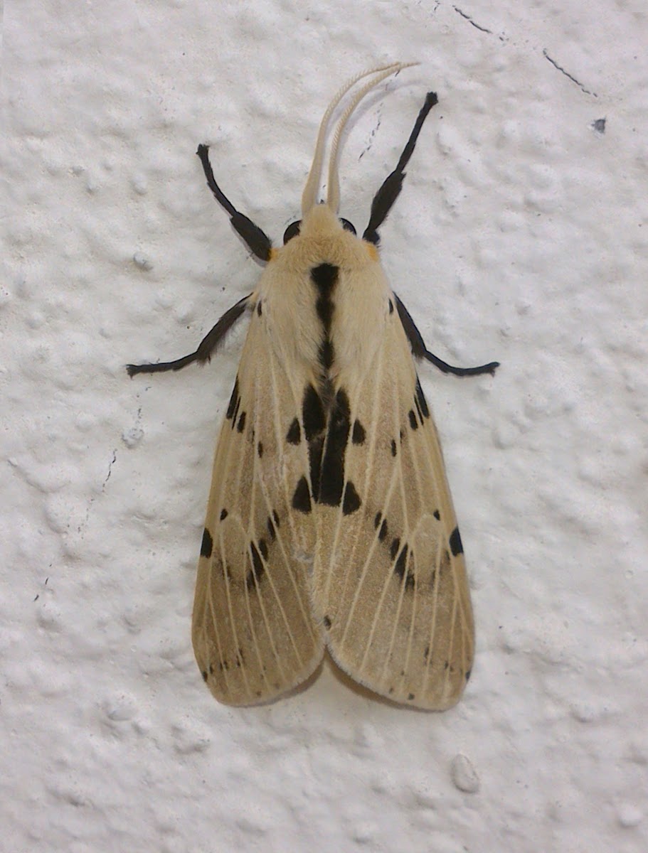Brownish Arctiid Moth