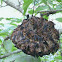 Paper Wasp(&nest)