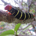 Frangipani caterpillar