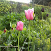 Cultivated Pink Tulip