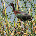 Glossy Ibis