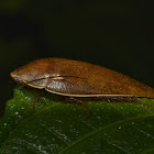Dried Leaf Cockroach
