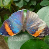 Indian Leafwing