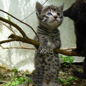 Leopard tummy by Kirsten Gamby - Animals - Cats Kittens