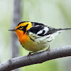 Blackburnian Warbler