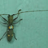 Longicorn beetle